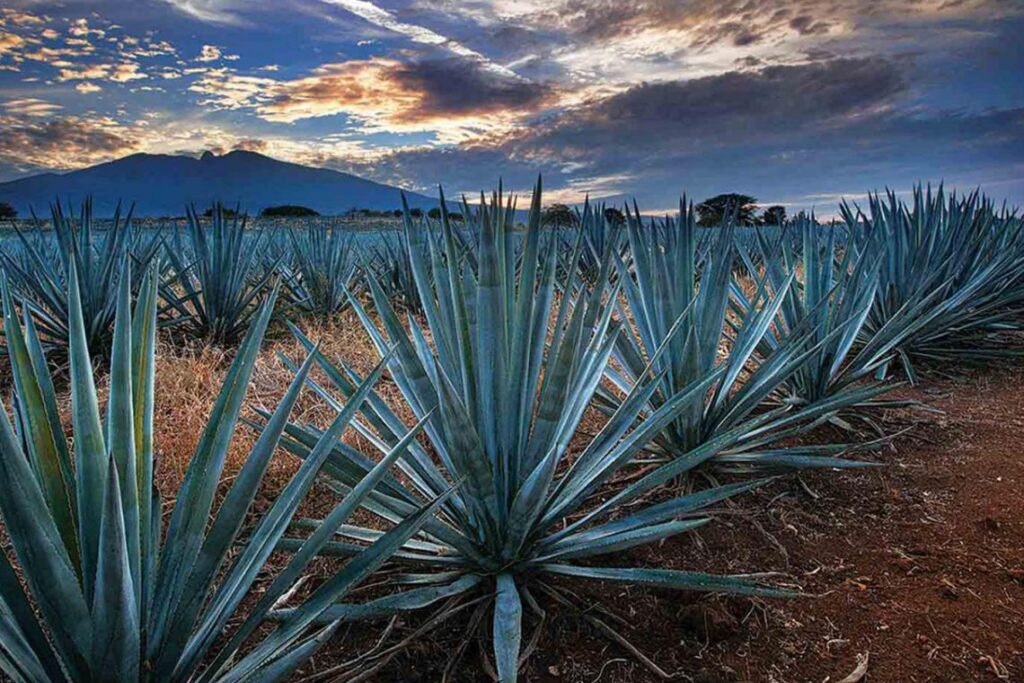 JALISCO CERRÓ 2024 CONTABILIZANDO MÁS DE 33.2 MILLONES DE VISITANTES CON UNA DERRAMA DE MÁS DE 76,495 MDP